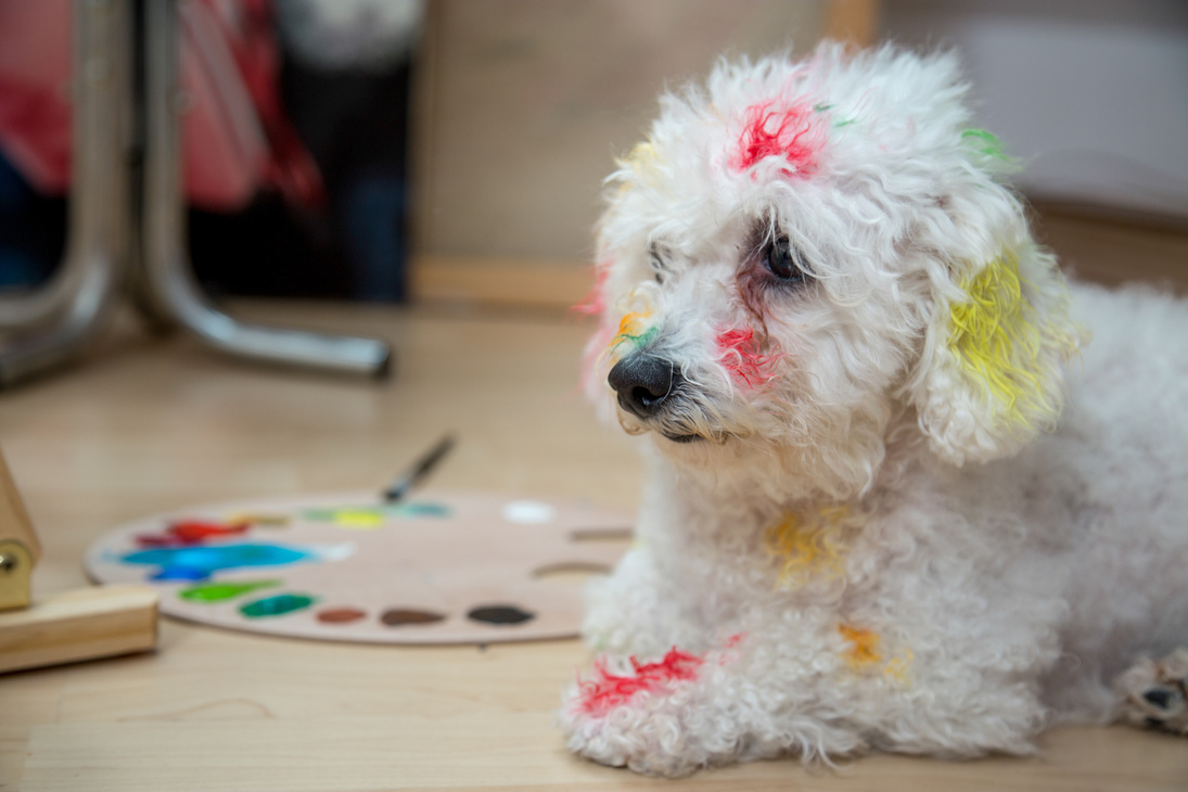 dog painted with colored paints